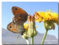 Coenonympha pamphilus